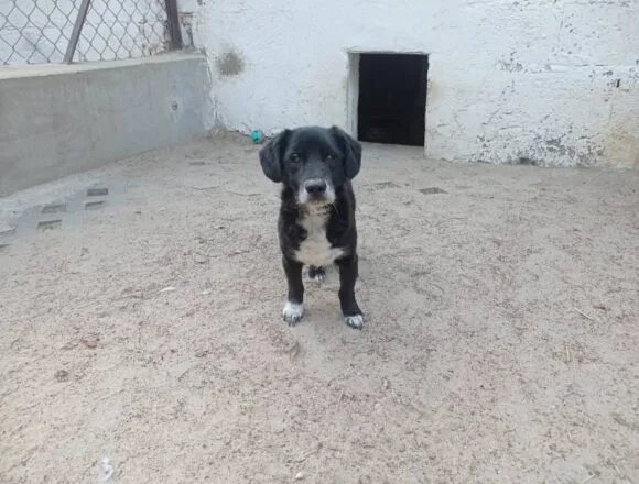 506282667_2651832951824246_7468692611375468779_n Yorguś