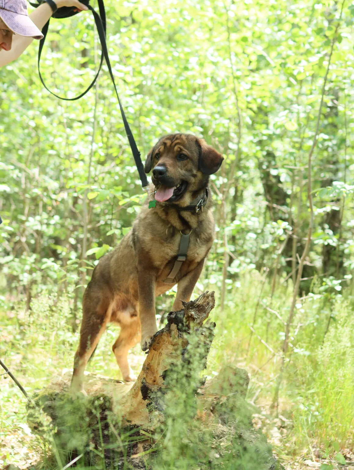 IMG_2972 Benji