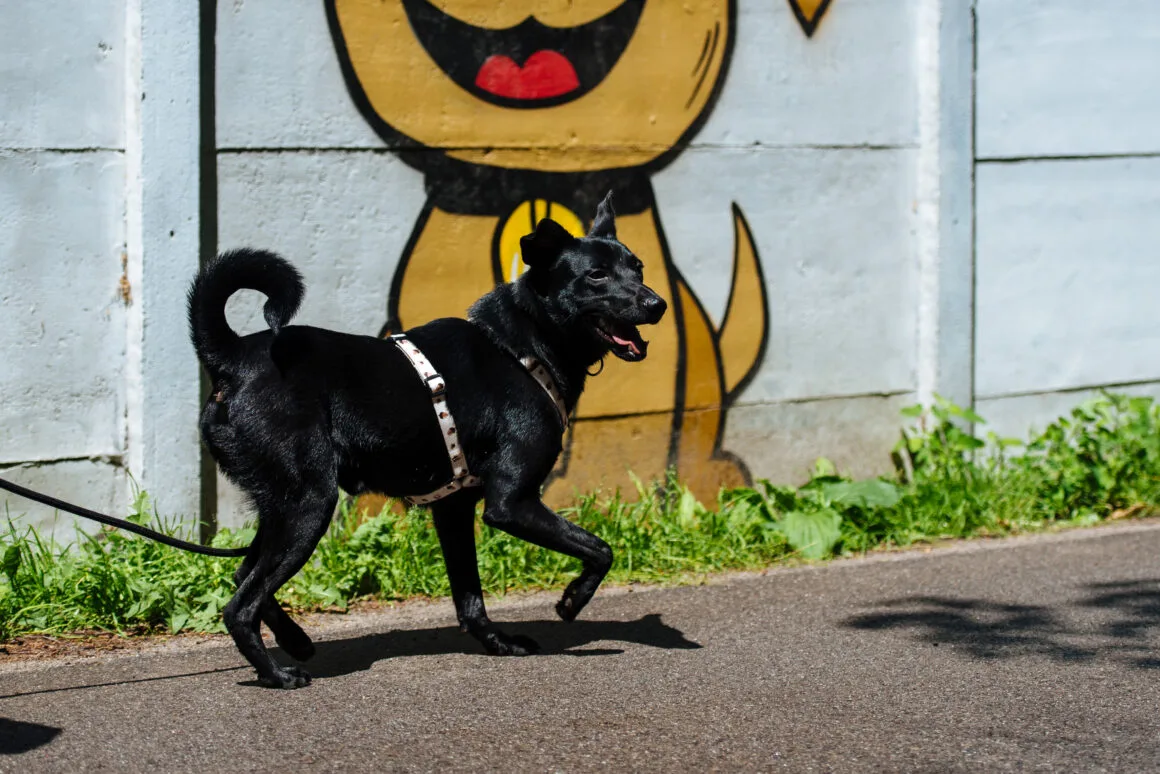 DSC_2776 Kamczi