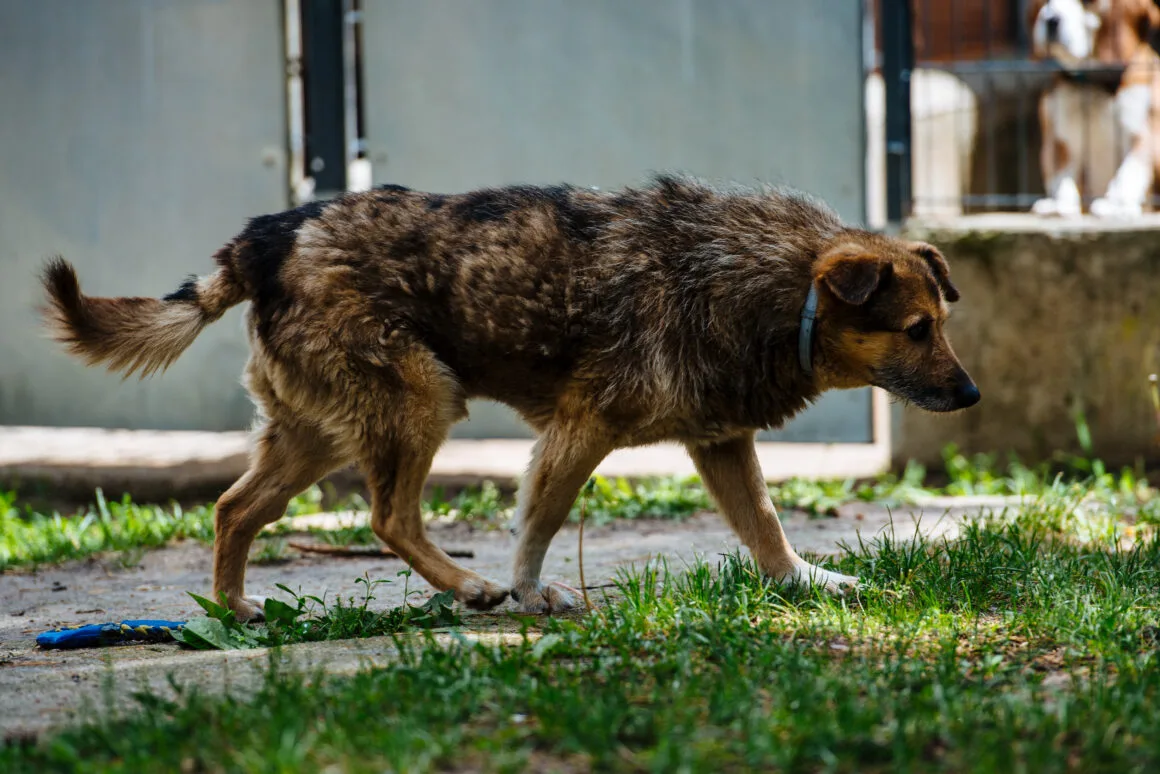DSC_2971 Otto