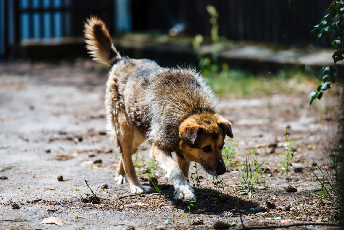 DSC_2982 Otto