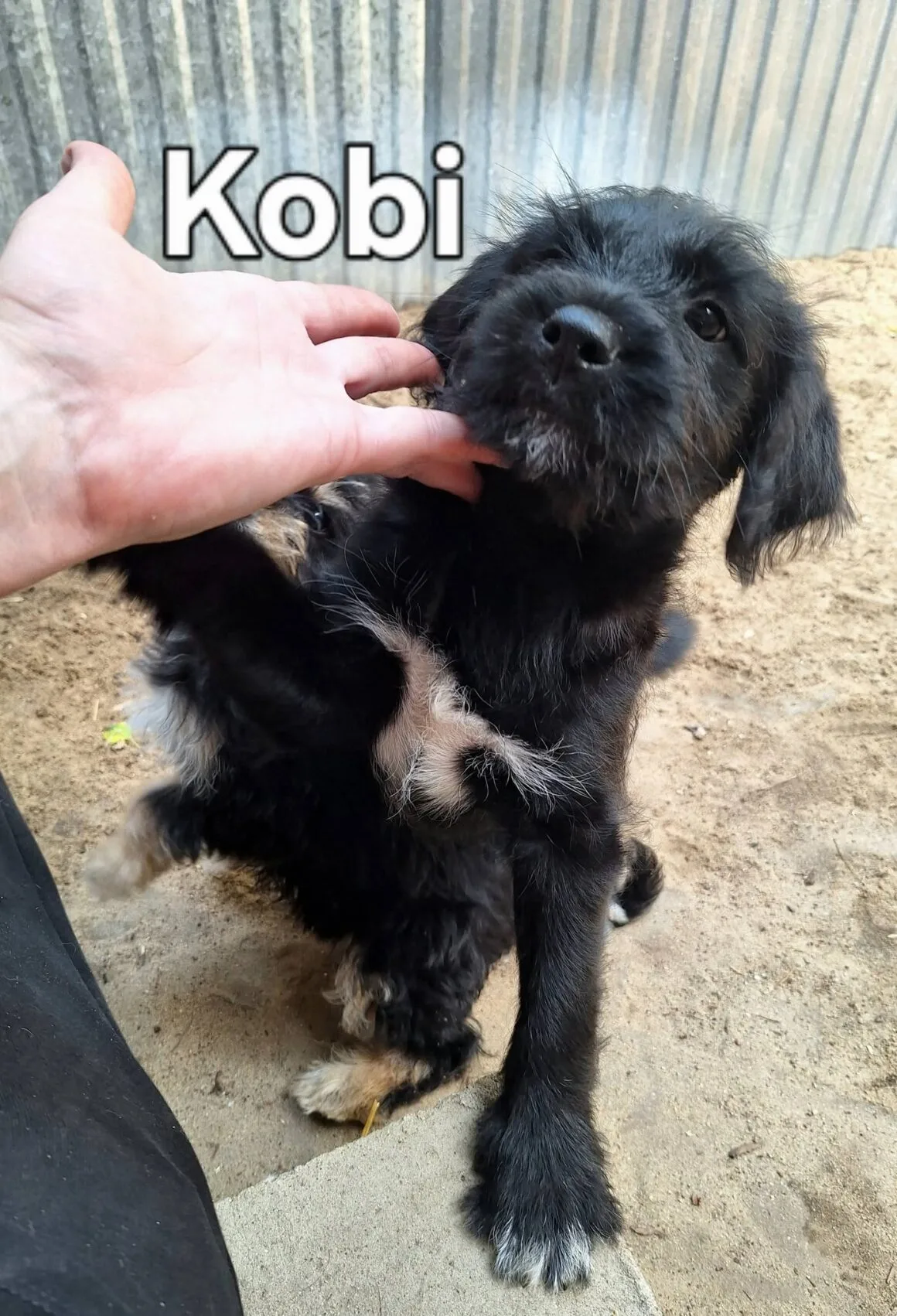 751205400_10241267556088985_548855289242319152_n Kobi