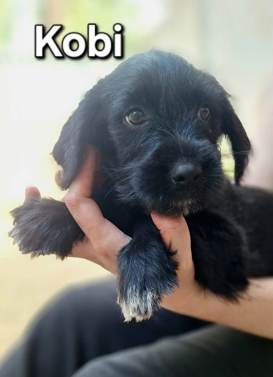 751563115_10241267553448919_2988695641742359773_n Kobi