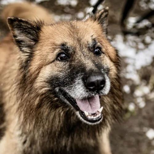 Alf