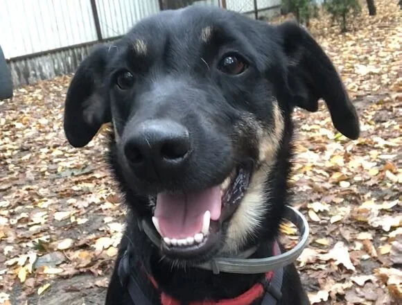 Fiodor