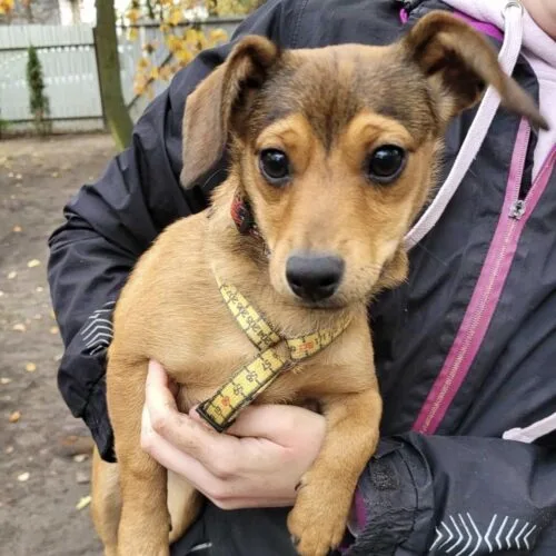 Kalinka