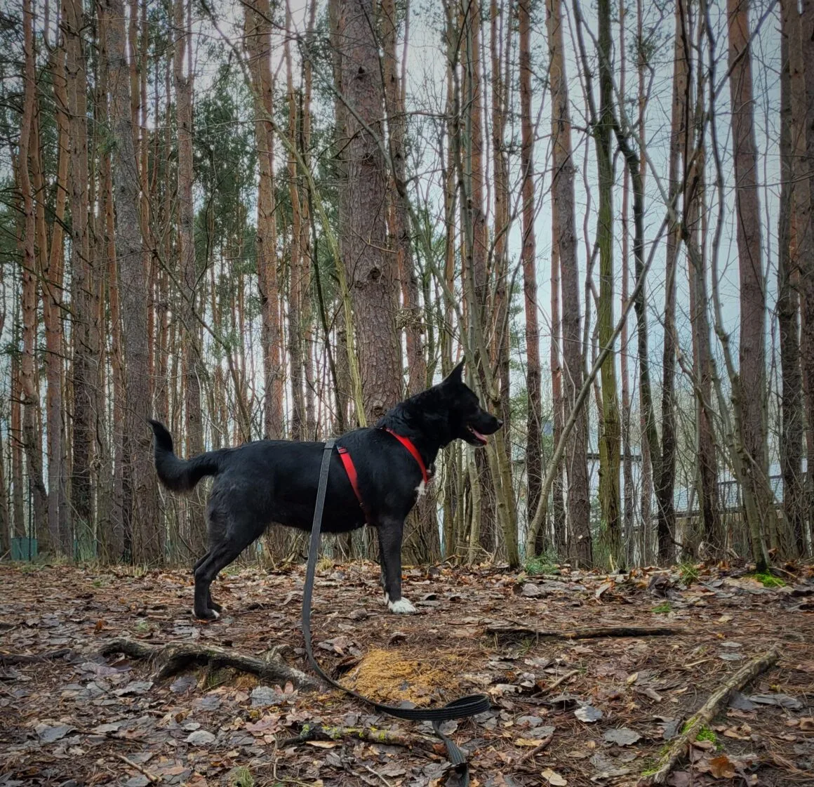 Czesia