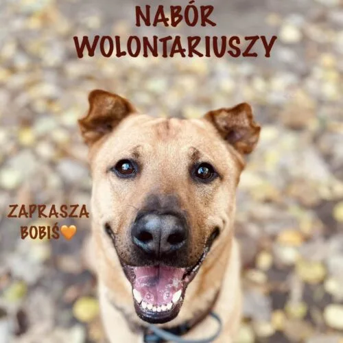 🐶NABÓR DO WOLONTARIATU- ZAKOŃCZONY🐶