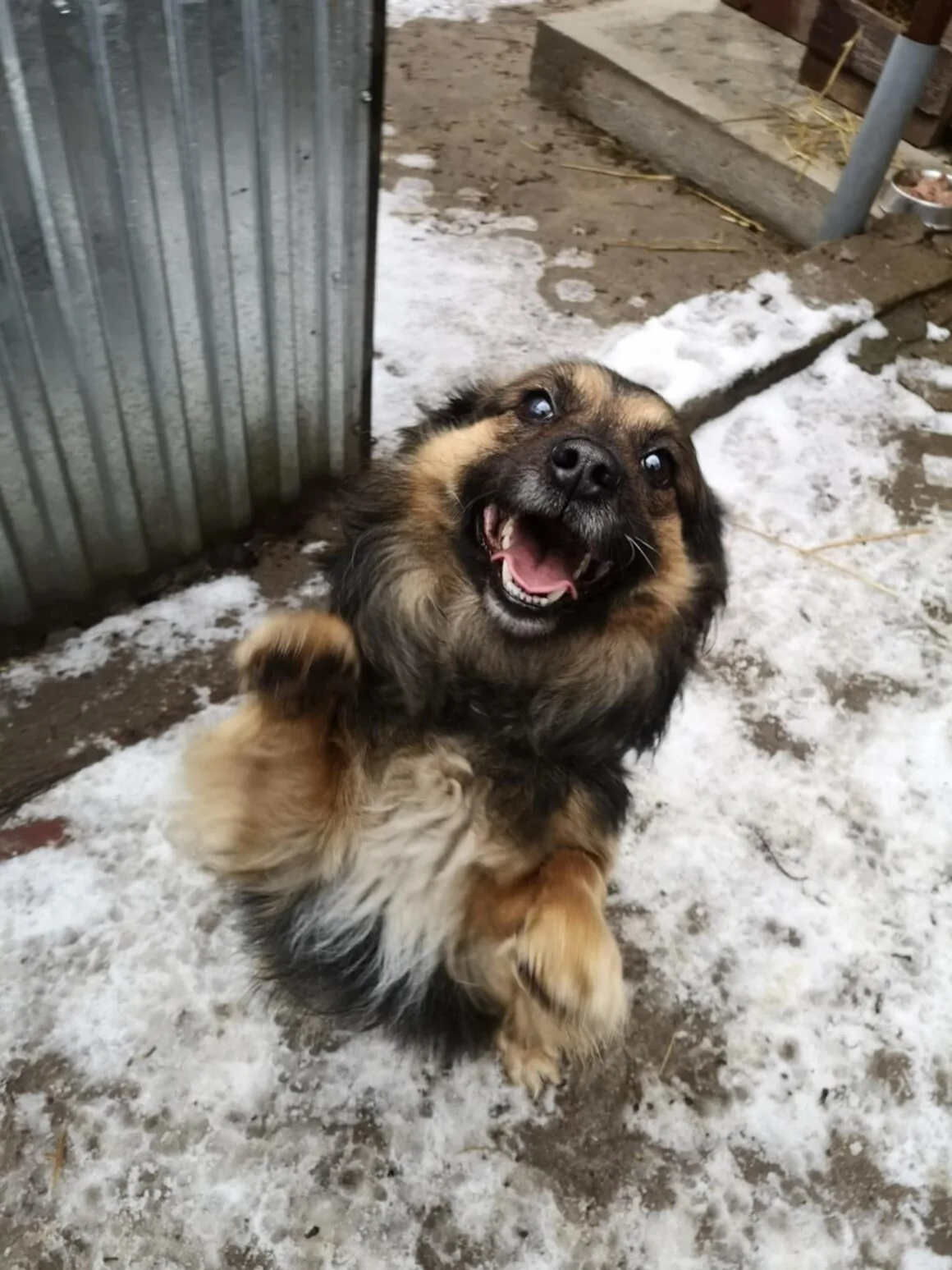 Pajo