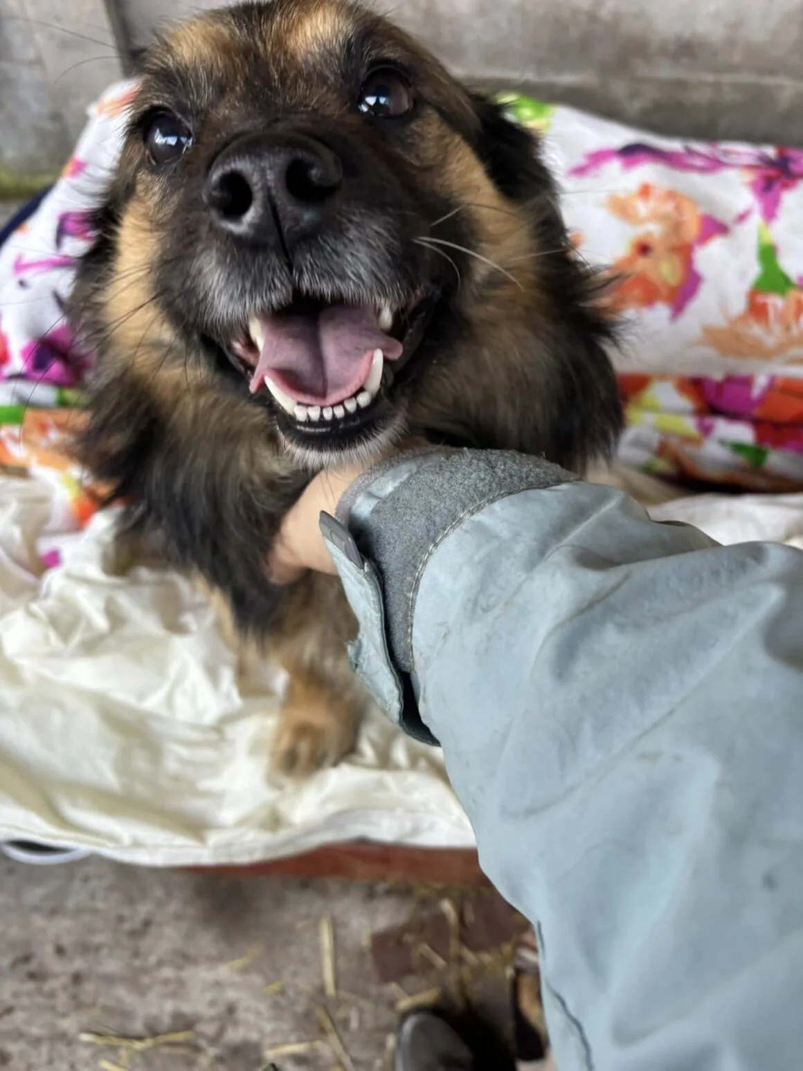 Pajo