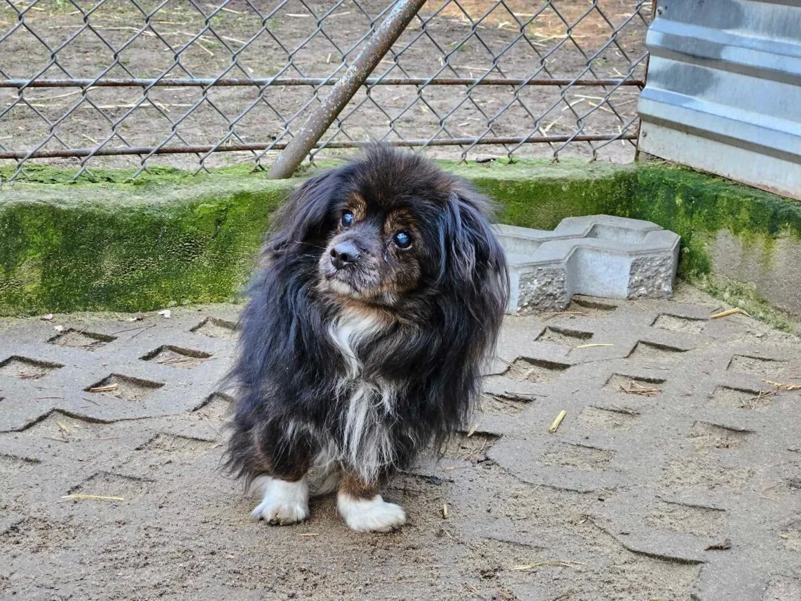 Gacuś
