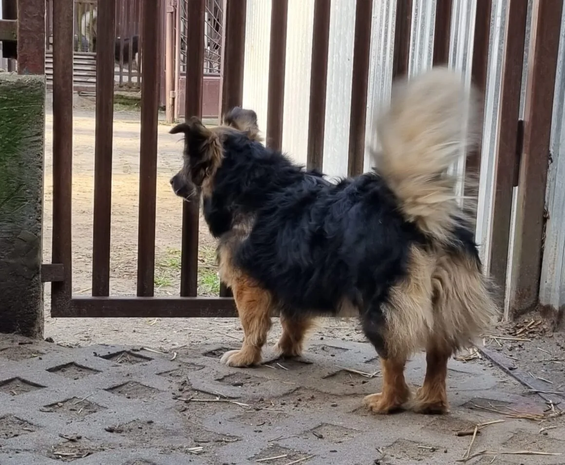 Pajo