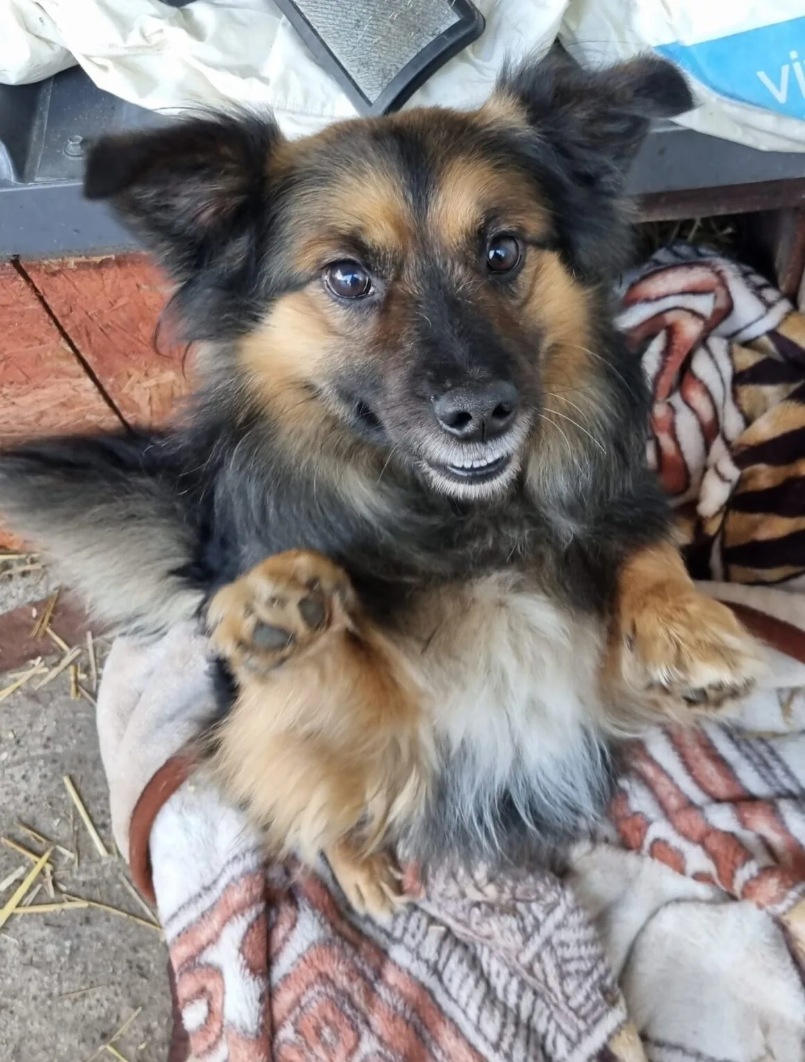 Pajo