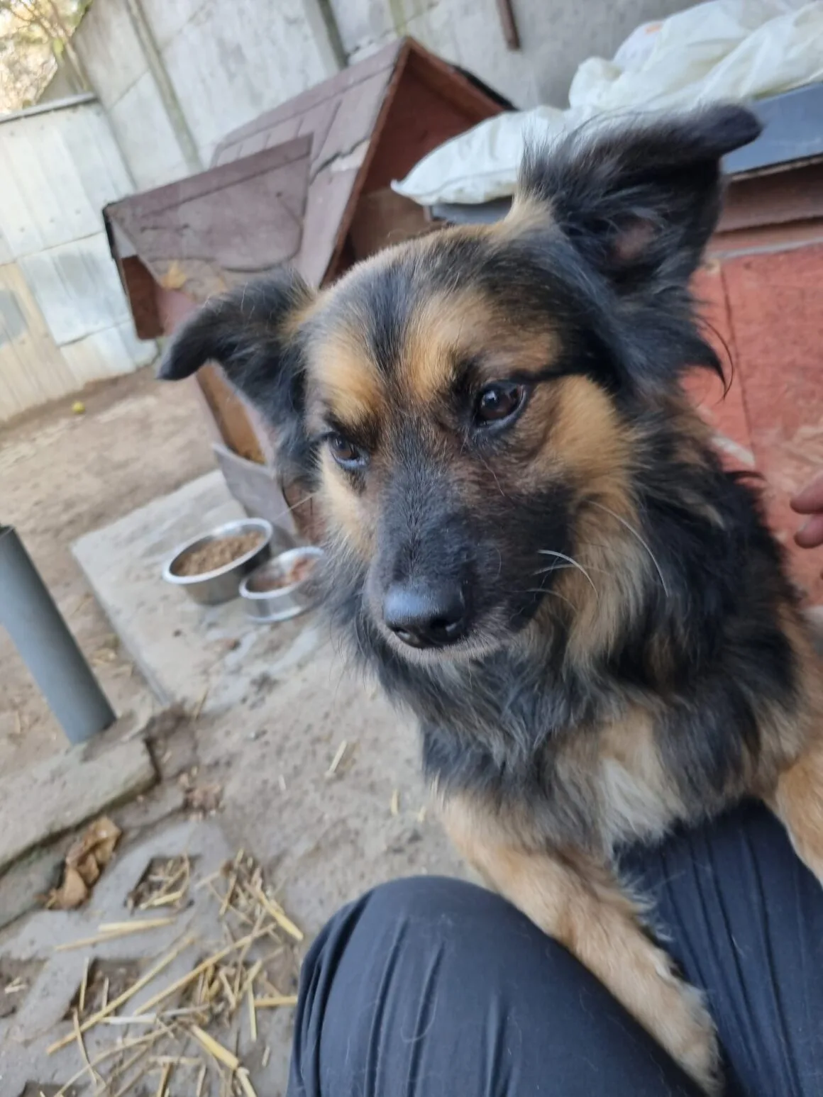 Pajo