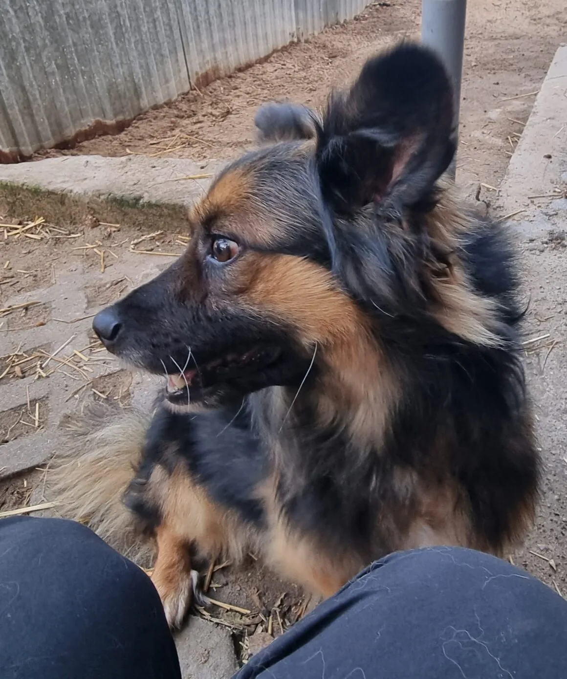 Pajo