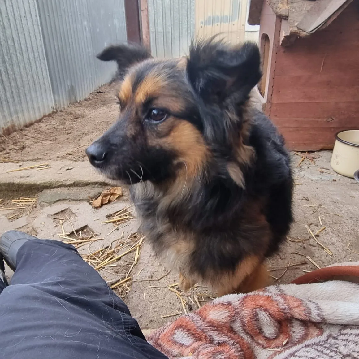 Pajo