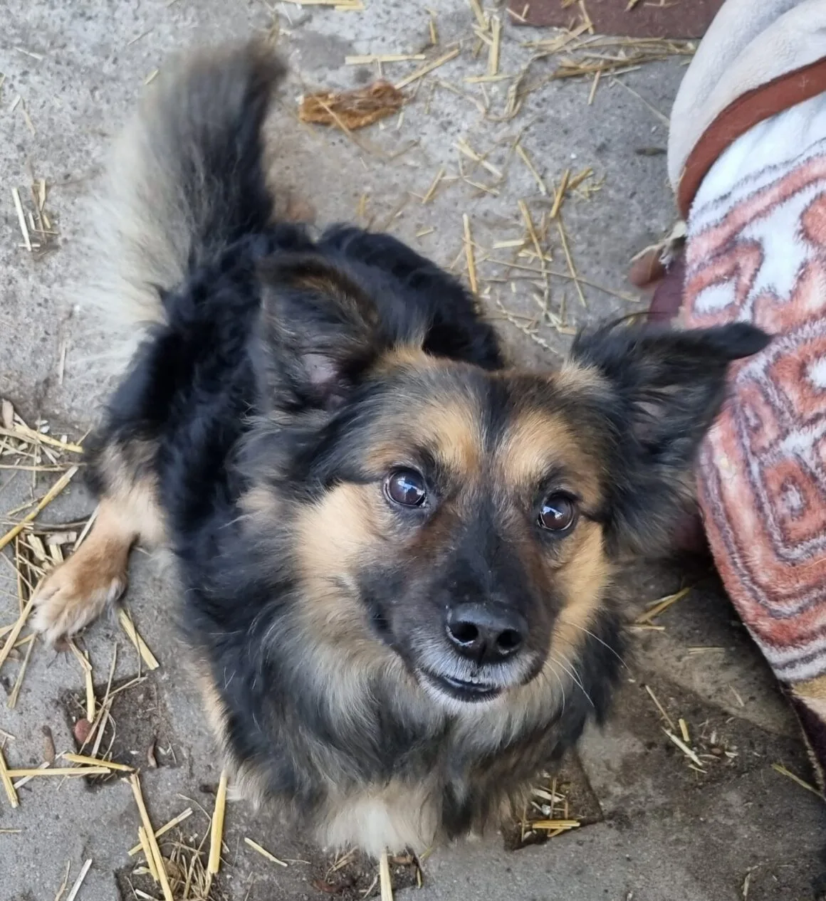 Pajo
