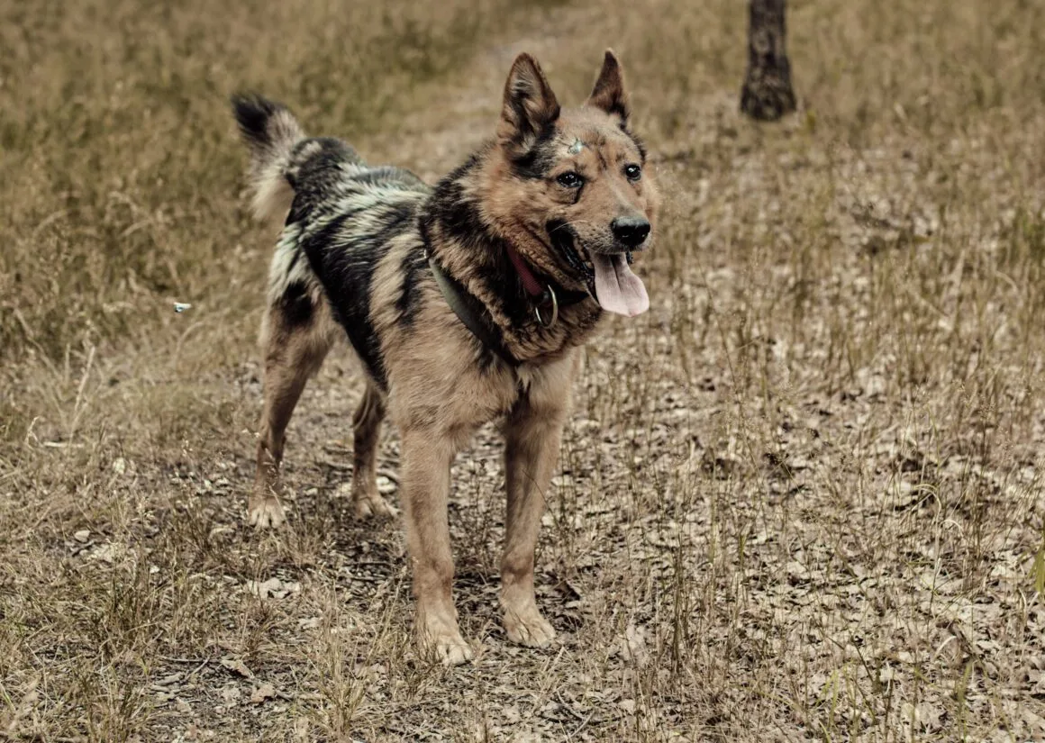 Maciek