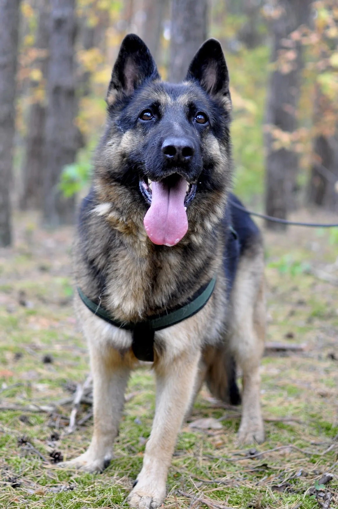Reks i Kira