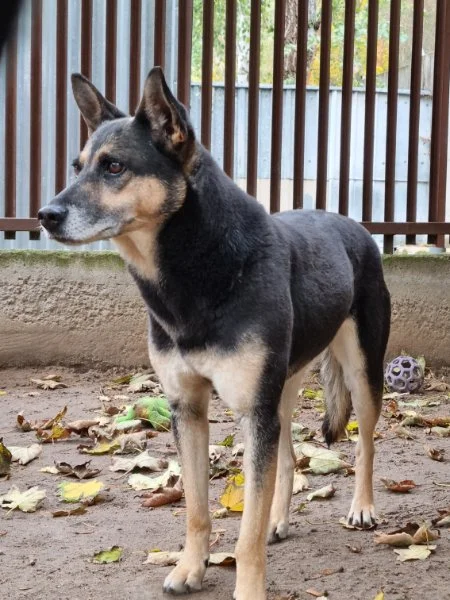 Zula
