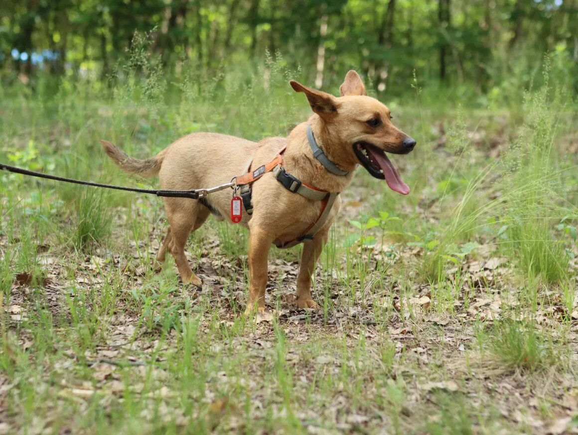 Lenny