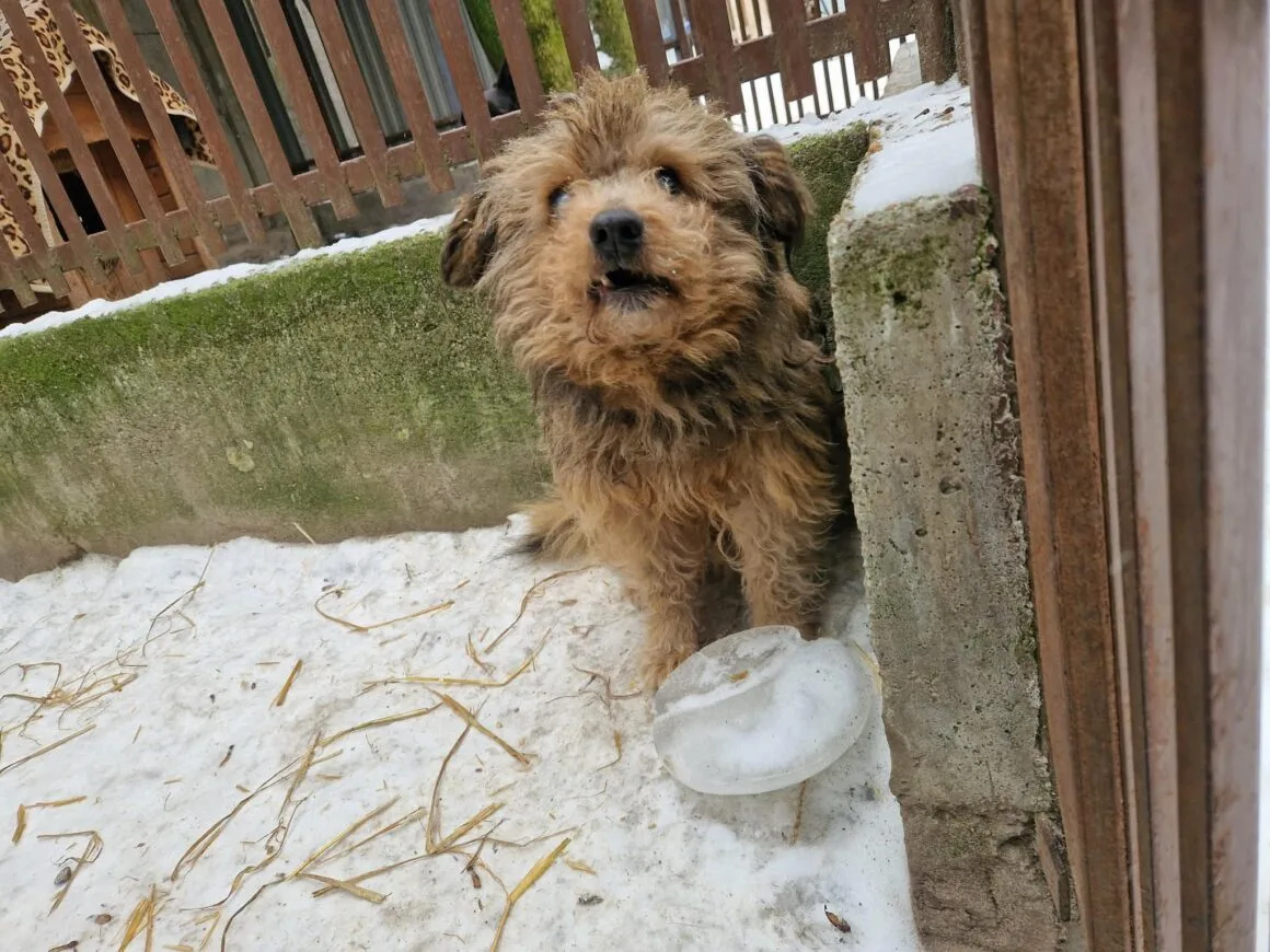 Odin