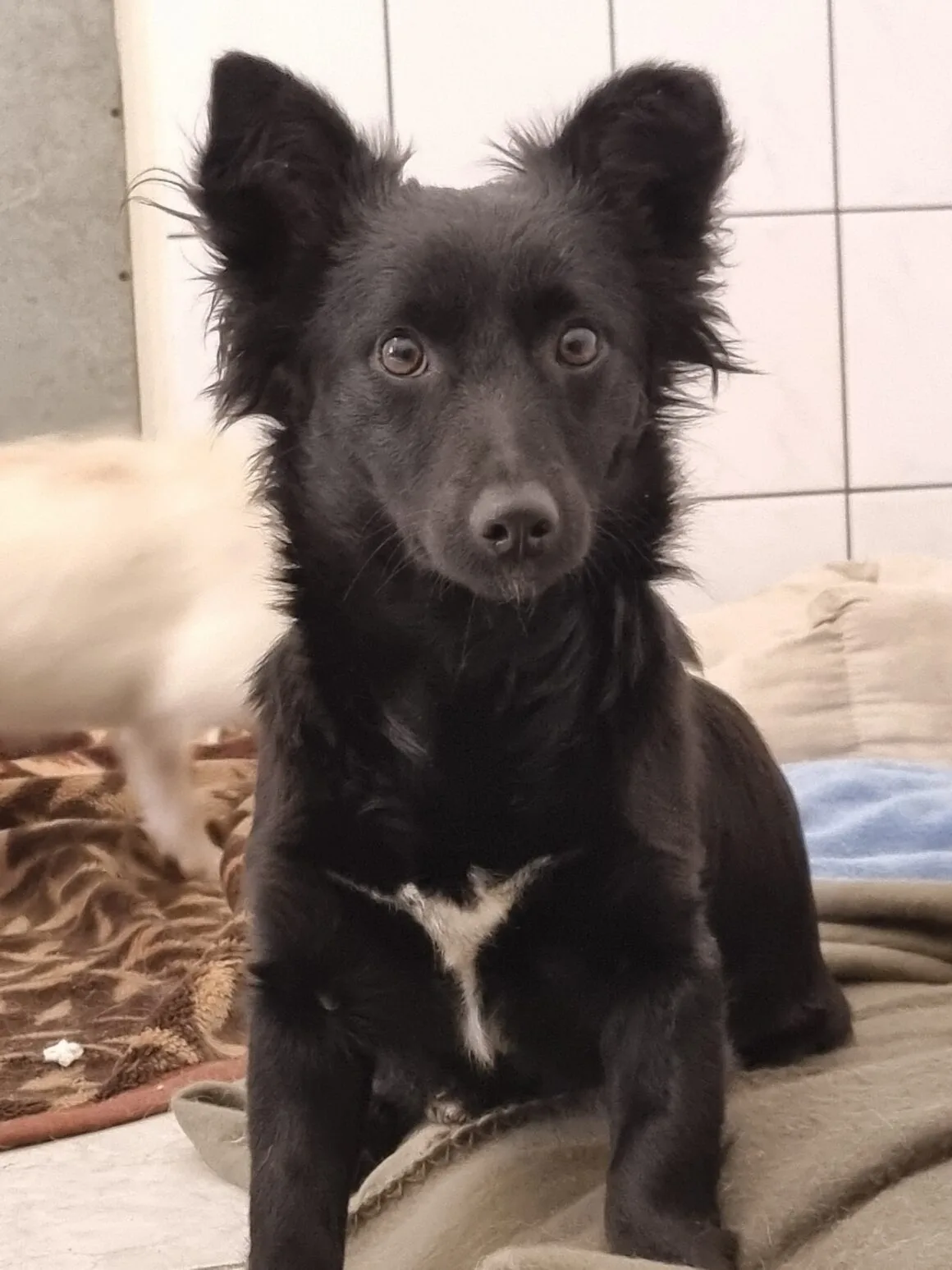 Muszka