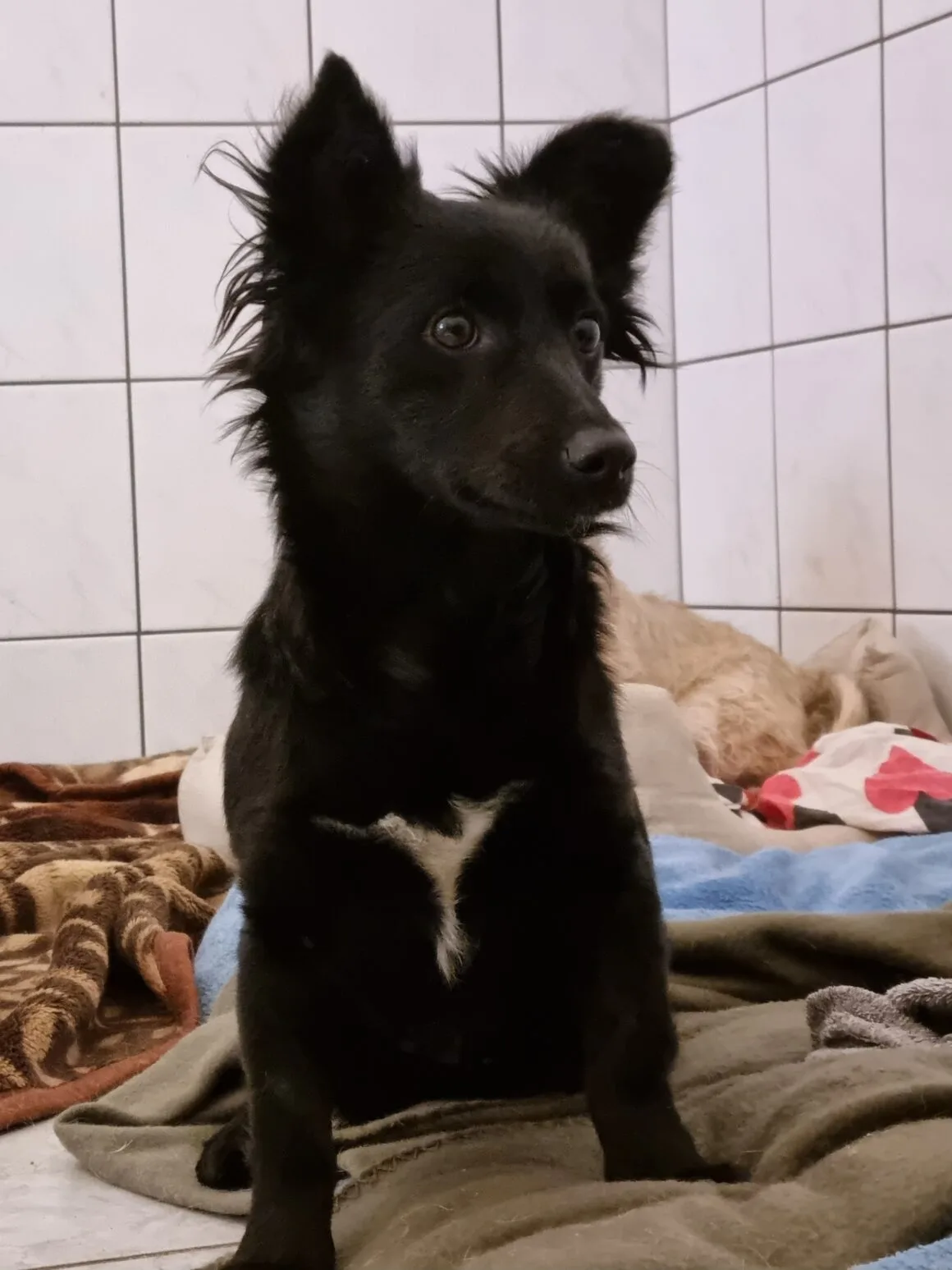 Muszka