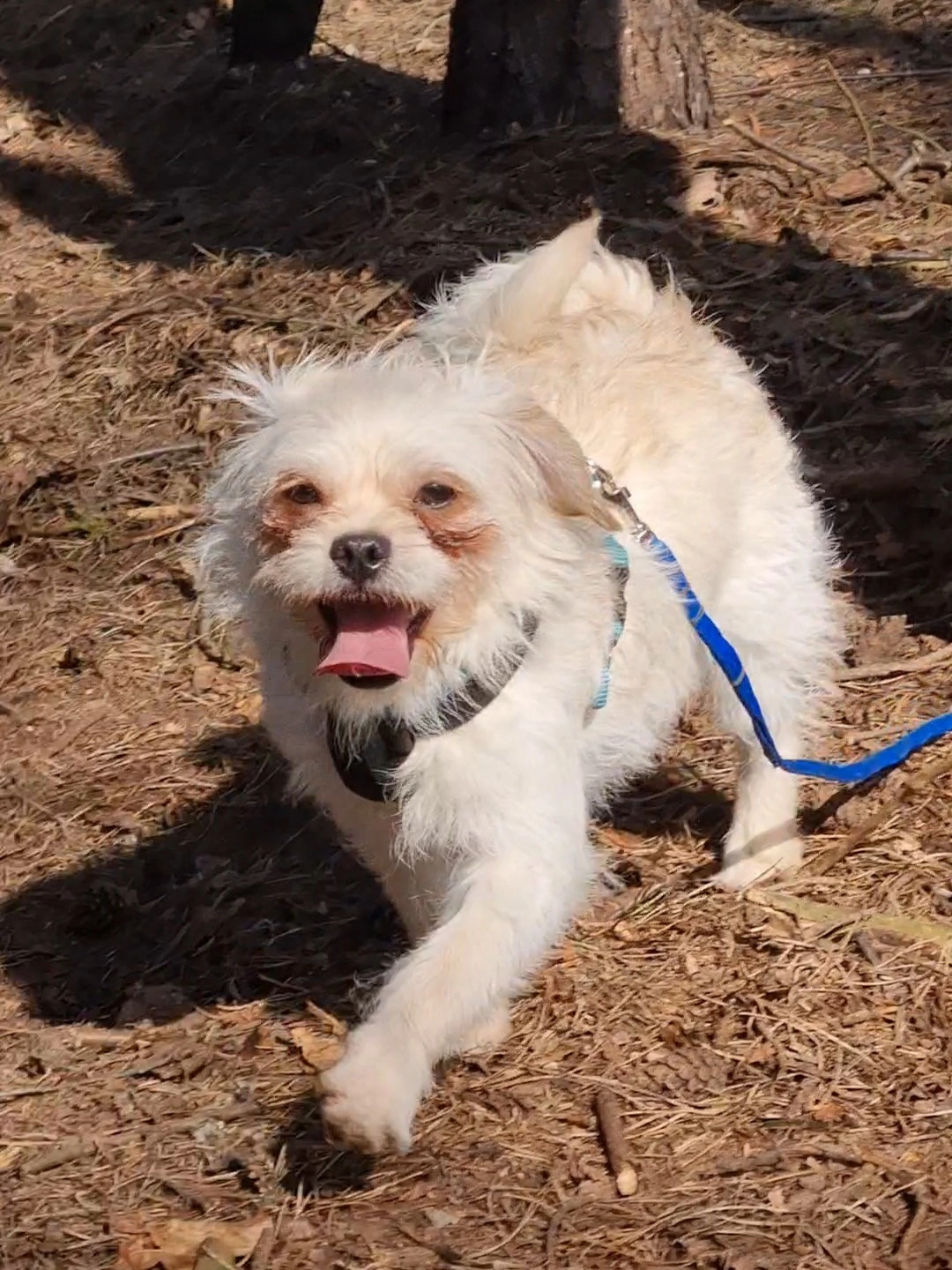 Scrappy