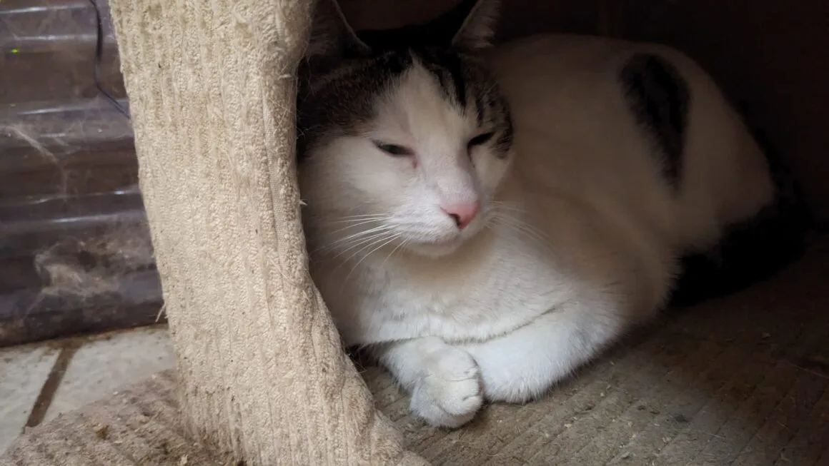 Kitka