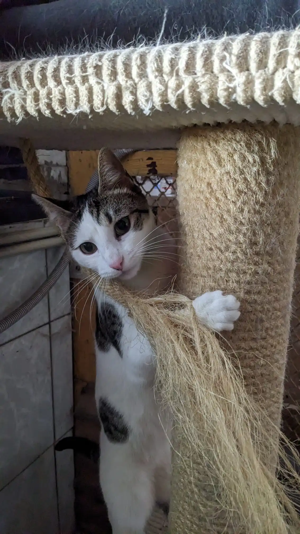 Kitka
