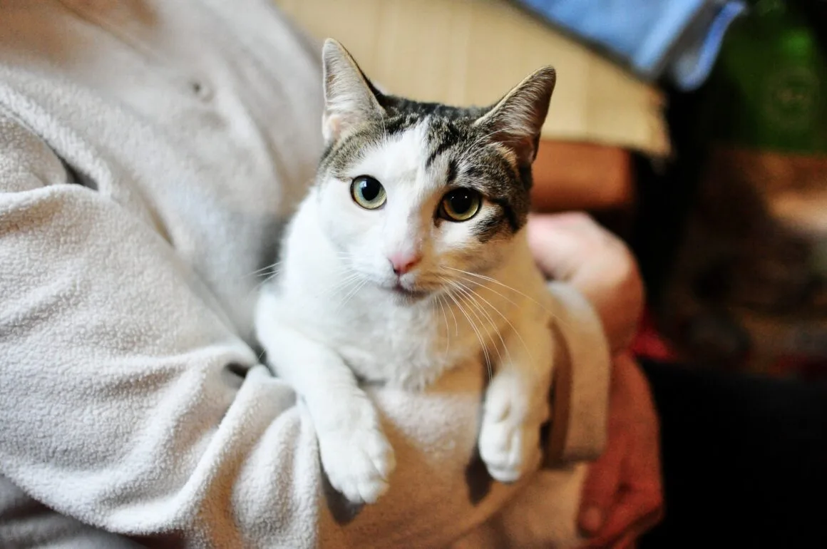 Kitka