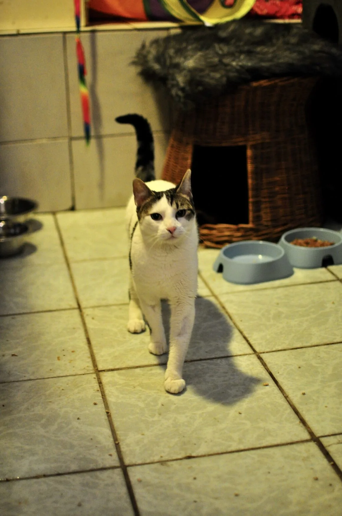 Kitka