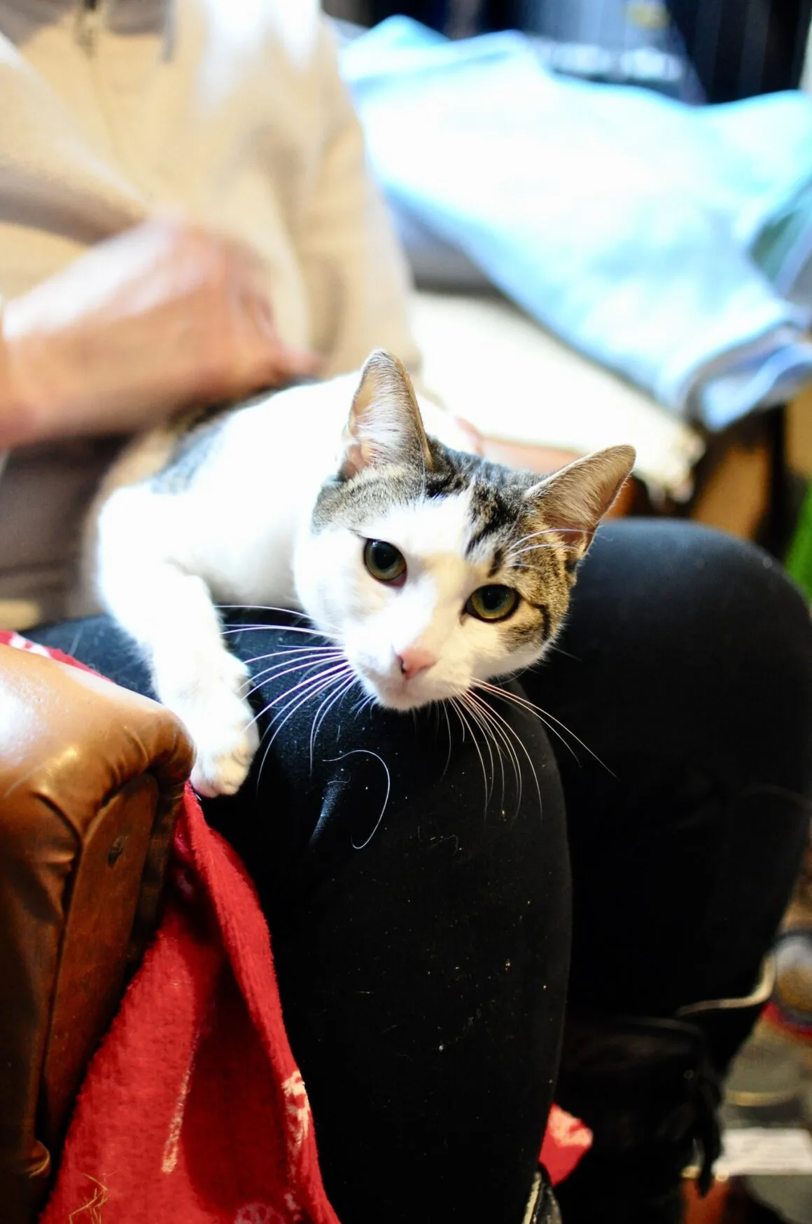 Kitka