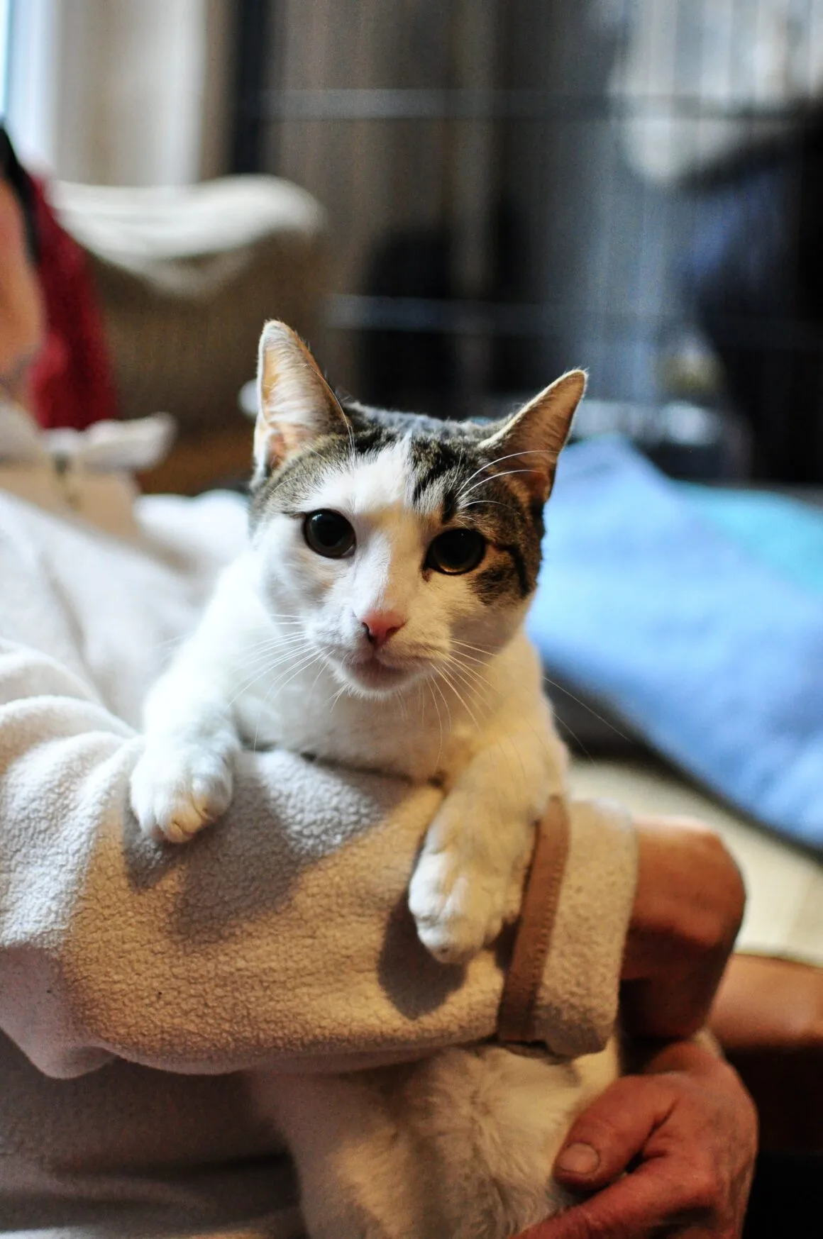 Kitka
