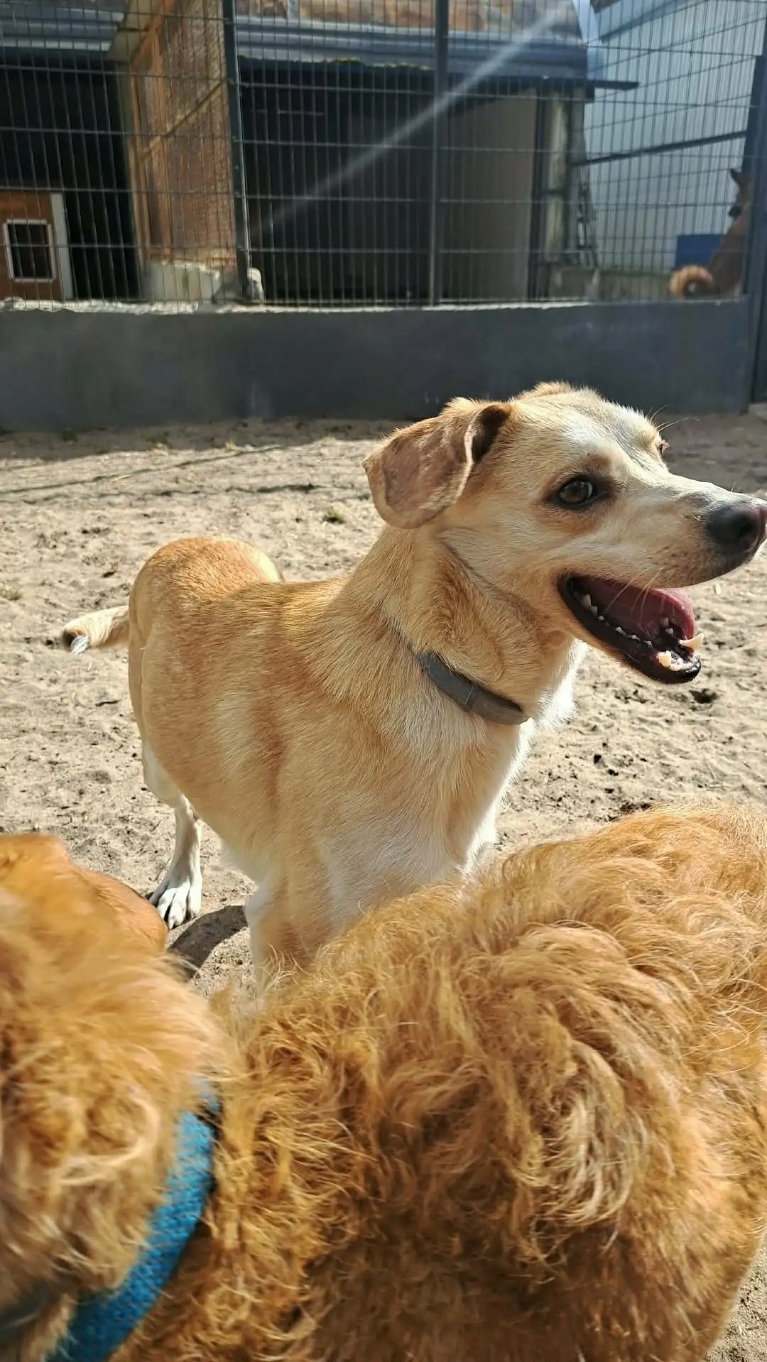 Kosta
