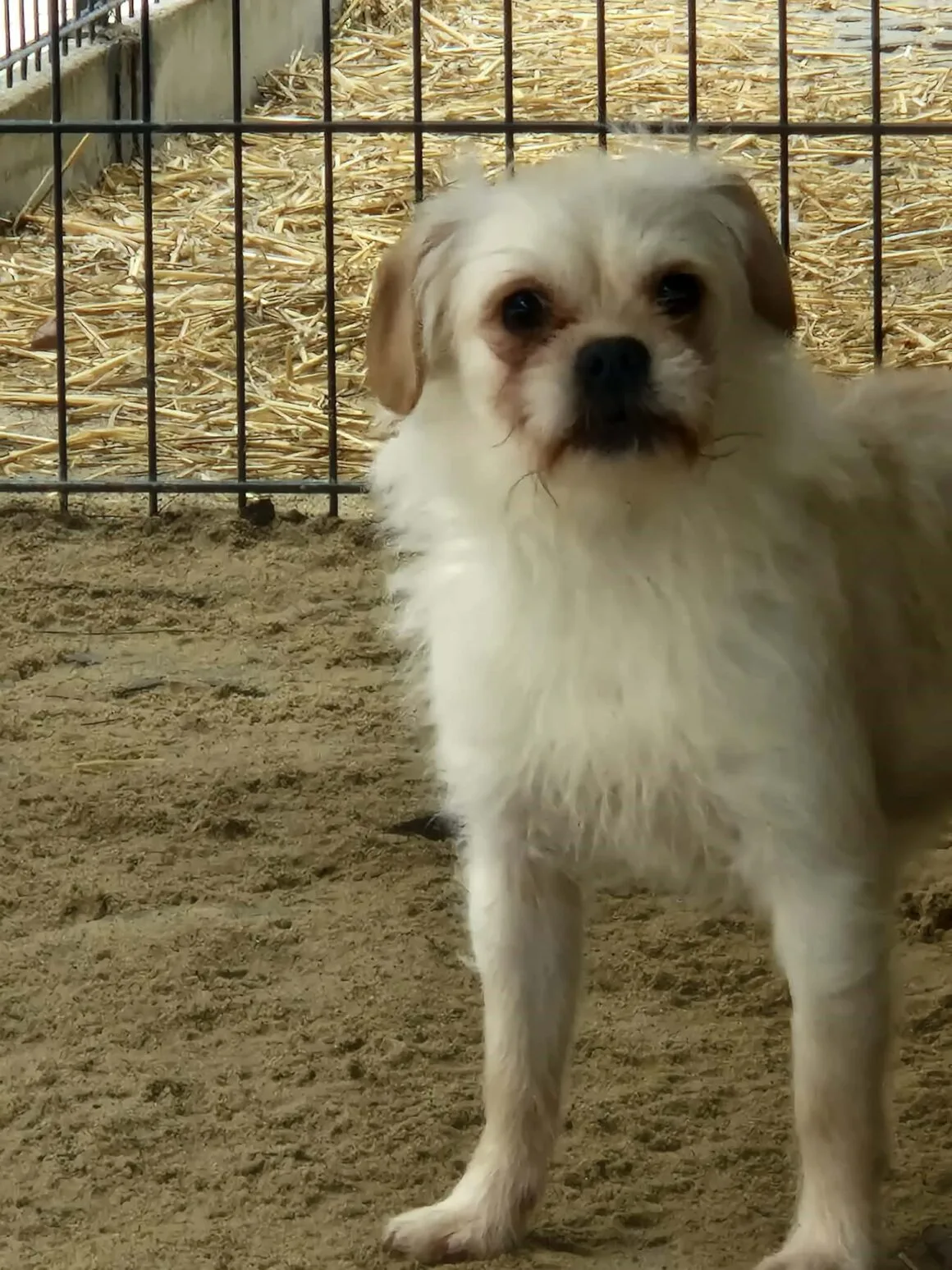 Scrappy