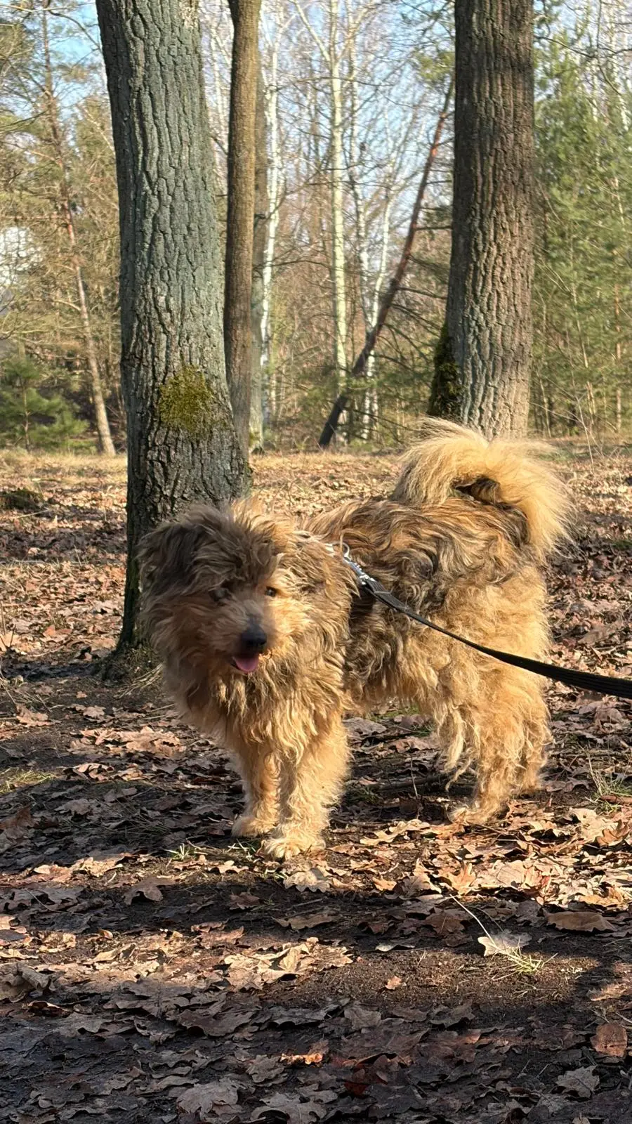 Odin