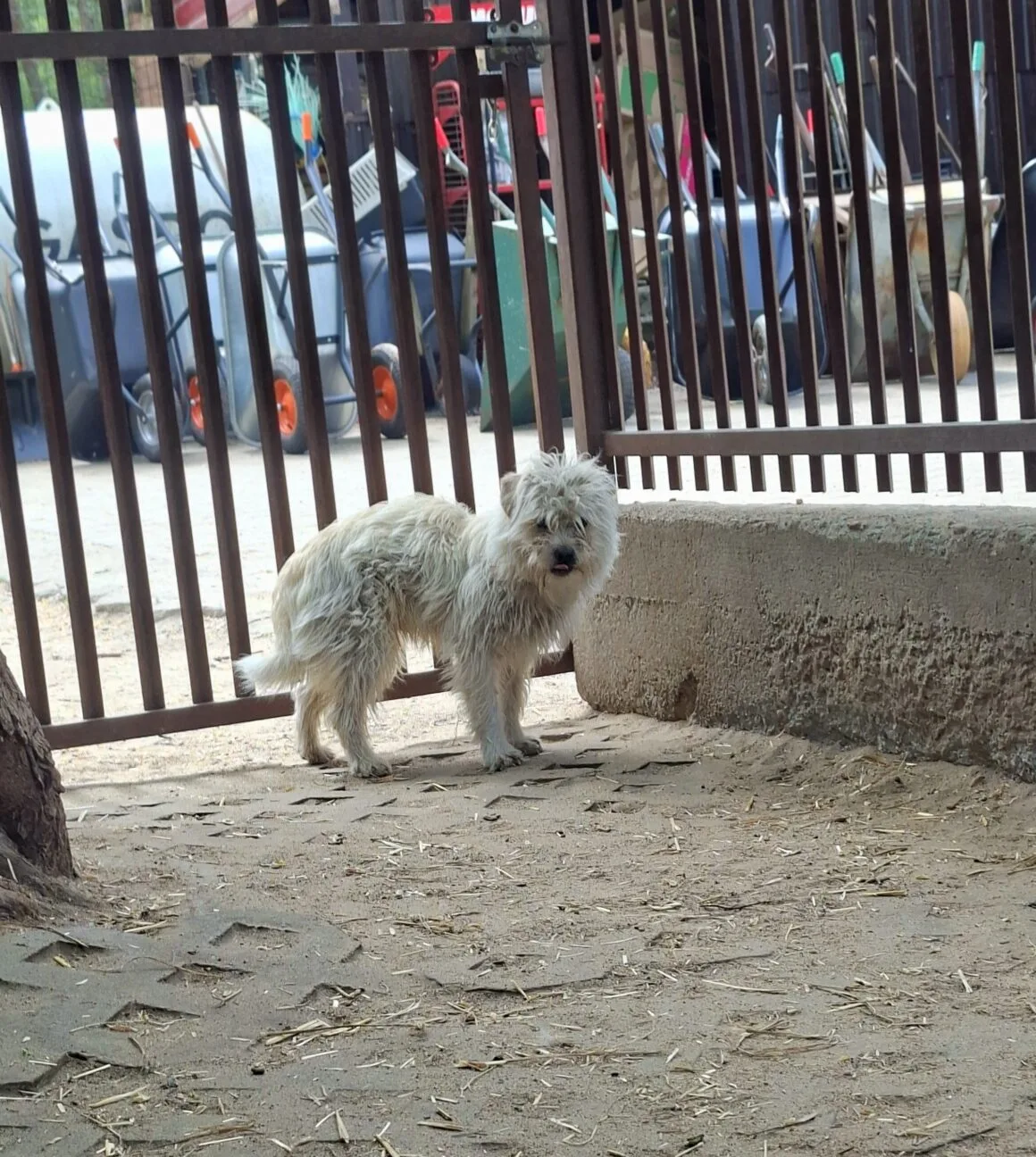 Caspi