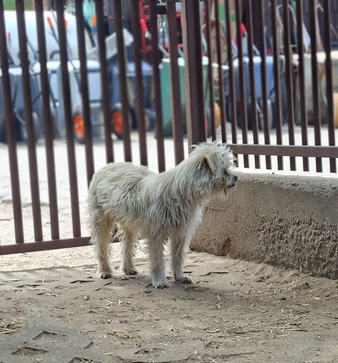 Caspi