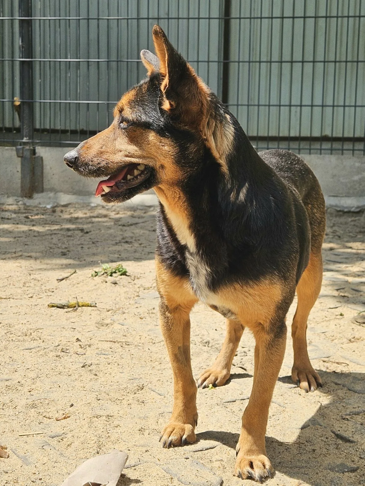 Mirelka