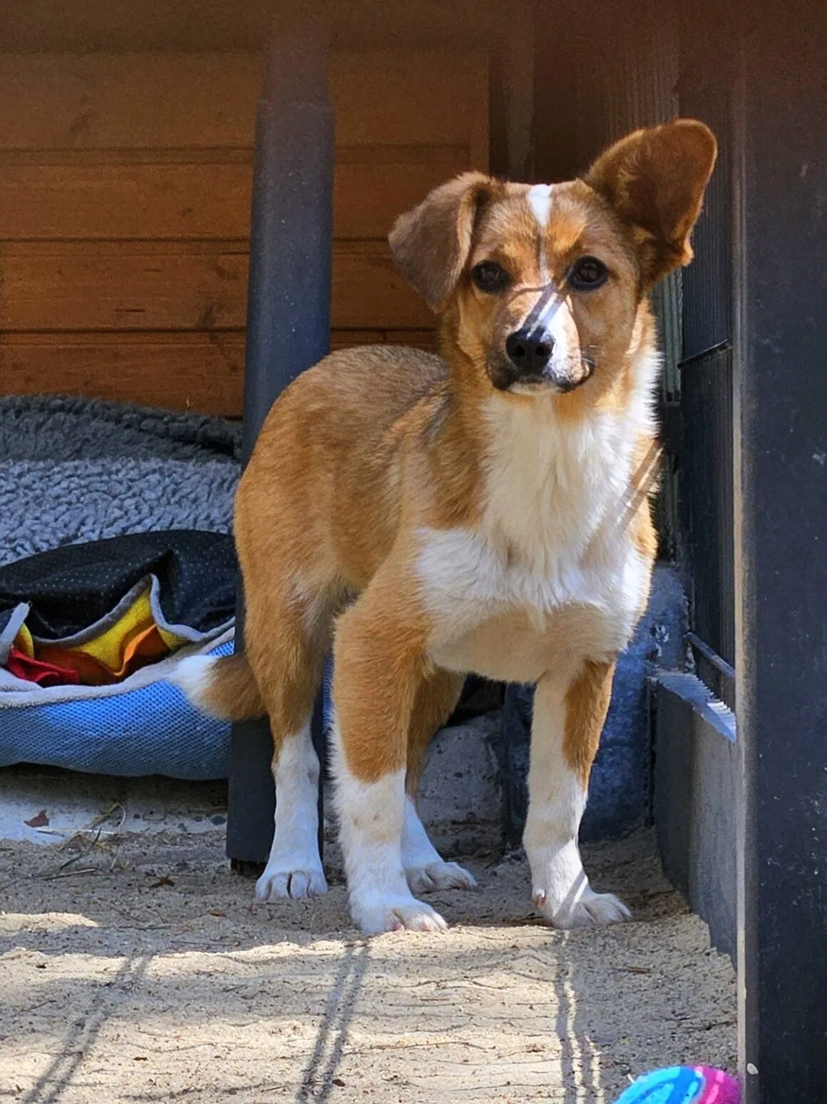 Mirabelka