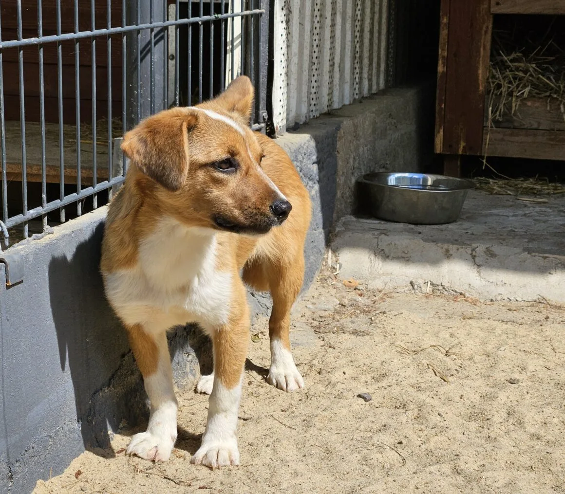Mirabelka