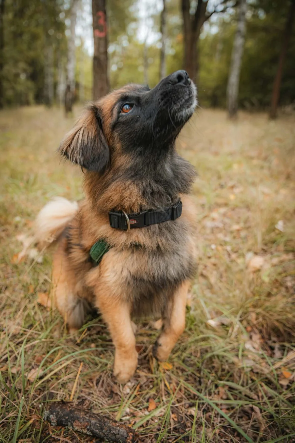 Drako