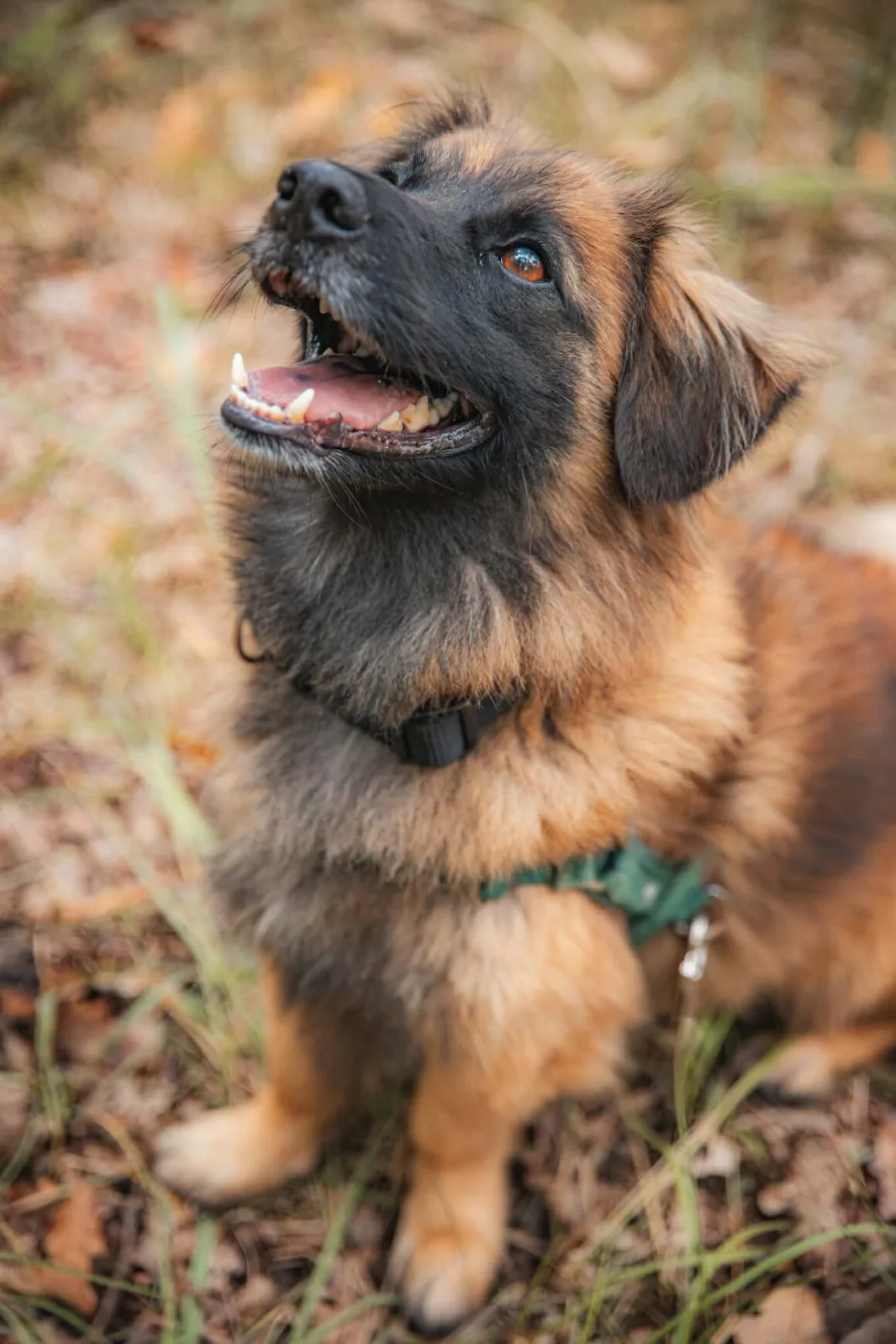 Drako