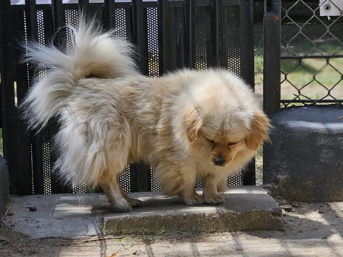 Koker