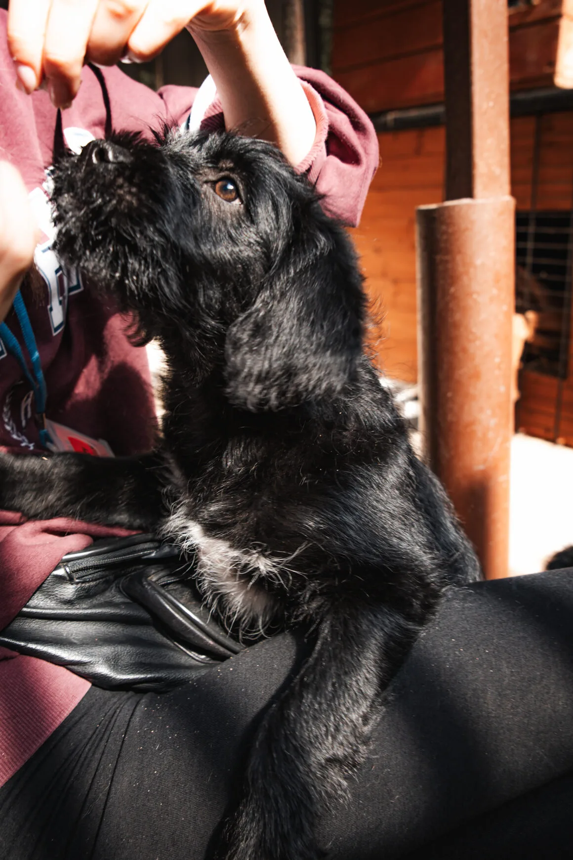 Kobi