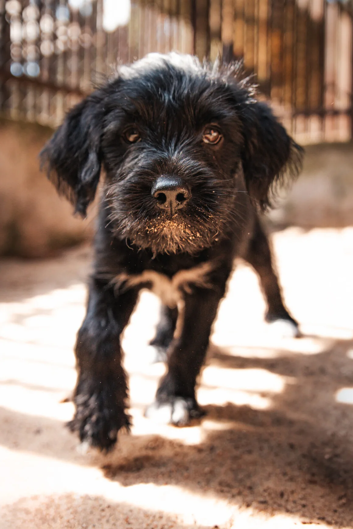 Kobi