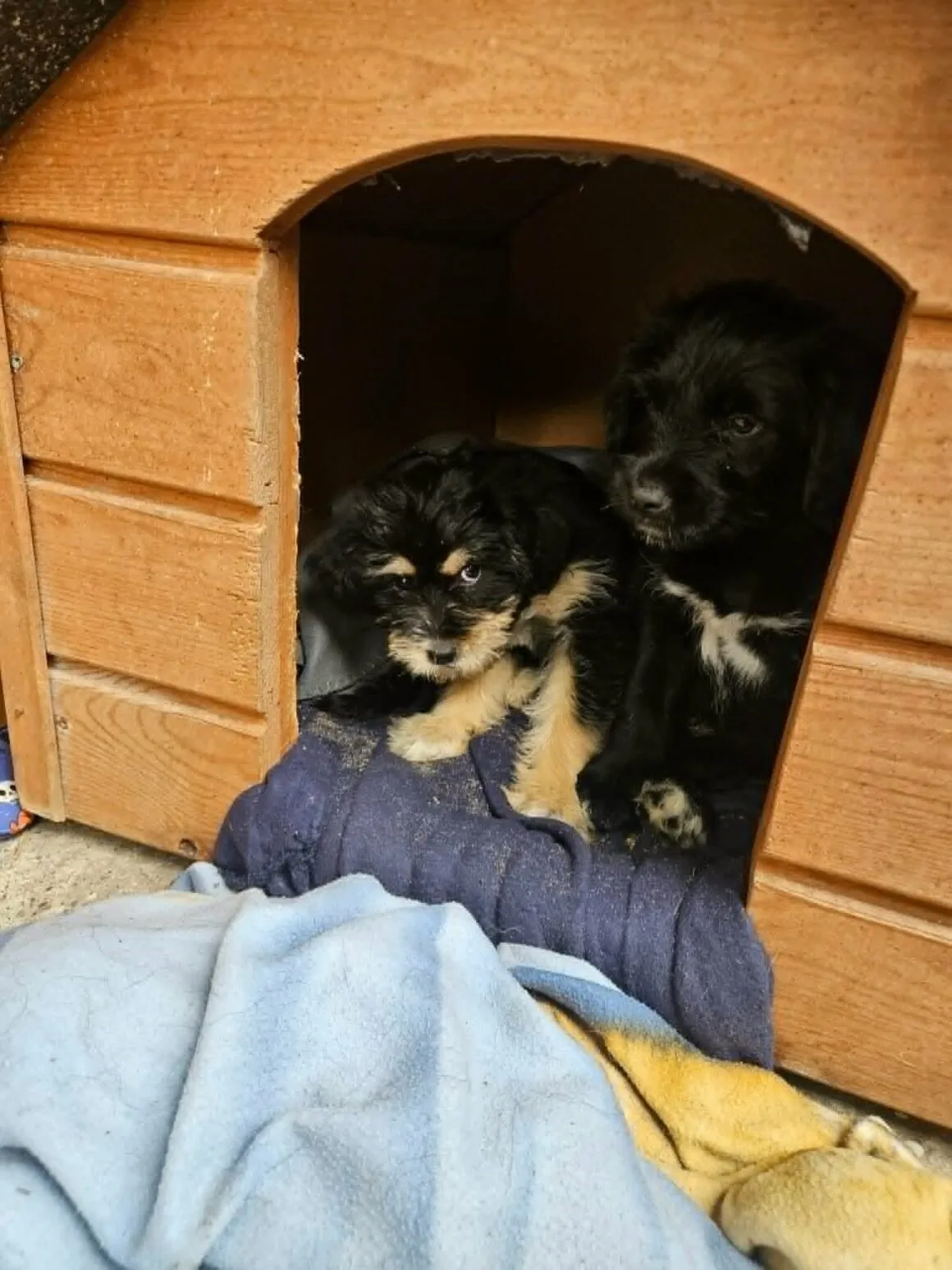 Kalina i Kobi
