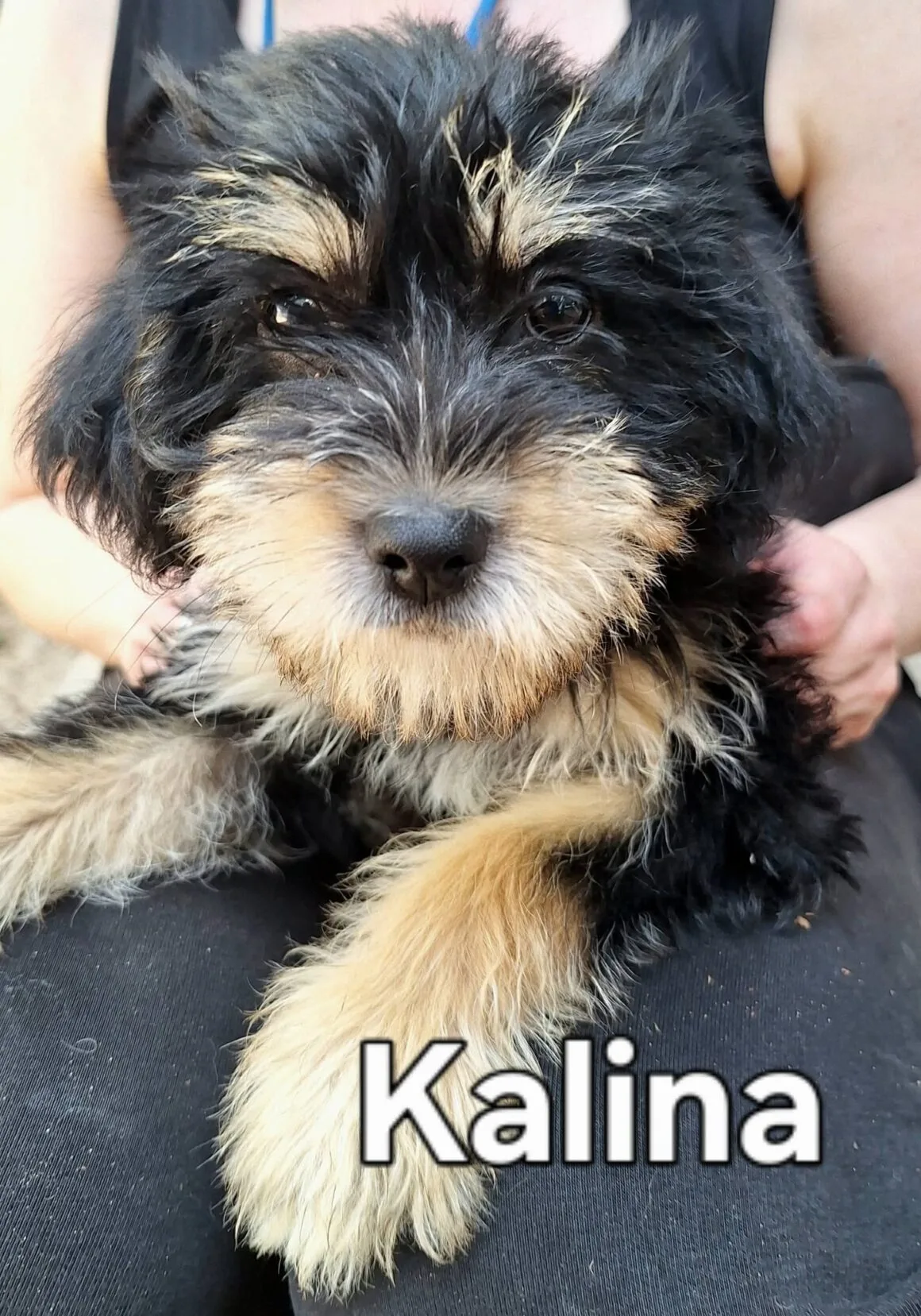 Kalina